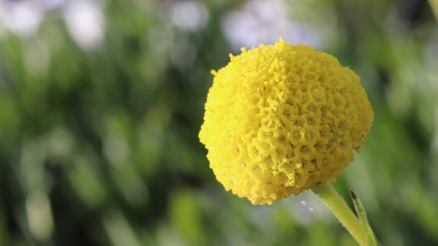 Billy Buttons (Craspedia variabilis) being grown in the seed production operation at Burnley.