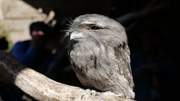 A sleepy tawny frogmouth in Hobart.
