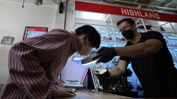 Bir müşteri, Tayland'ın Bangkok kentindeki Highland Cafe'de satın almadan önce marihuana örneklerini inceliyor.