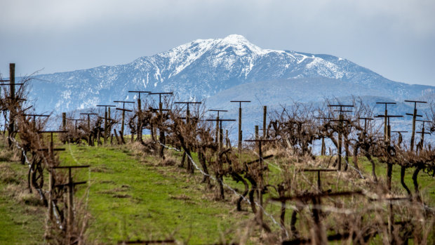 Mount Buller, seen through the vines at the Delatite Winery.