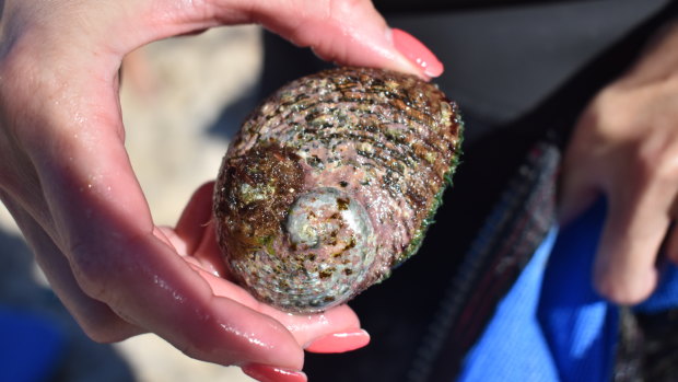 There are strict rules around catching abalone in Perth.