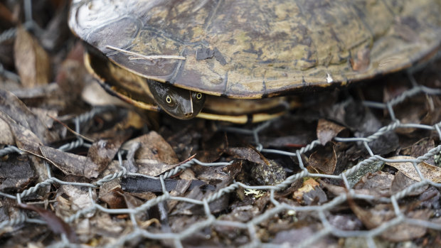 An eastern long neck turtle peaks its head out of its shell at Mulligans Flat Sanctuary.