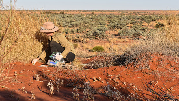 Ecologist Emma Spencer monitors a fake night parrot nest to see if it has been raided by foxes lured to the area by a camel carcass.