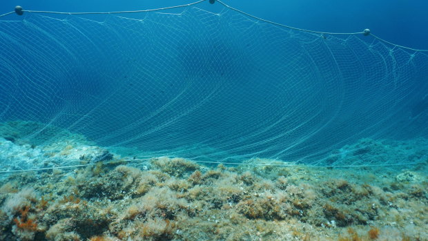 Gillnets will be banned on the Great Barrier Reef by mid-2027 under new changes announced on Monday.