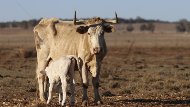 Australia is among the regions of the world where the drying trend is clearest.