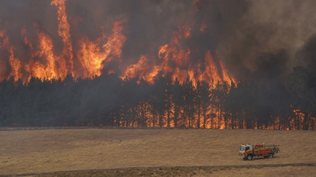 An image of the bushfire in the pine plantation 100 metres from the Triggs property.