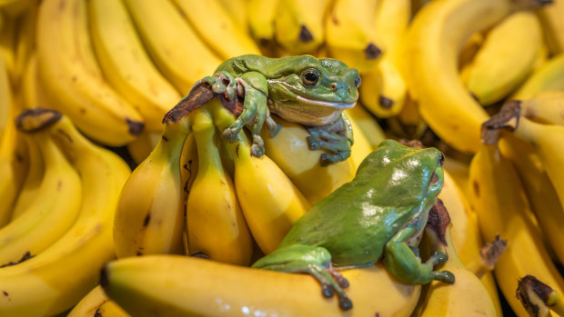 Native frogs are accidental hitchhikers, travelling via fruit and vegetable trucks. 
