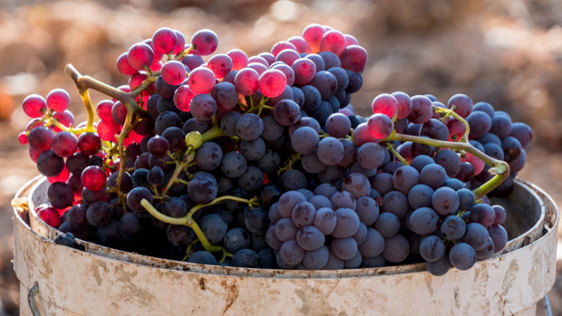 Volatile phenols can travel quickly through the grape skins into the fruit. 