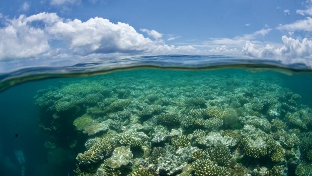 Teams spent days tending to the coral of the Great Barrier Reef after Tropical Cyclone Jasper.