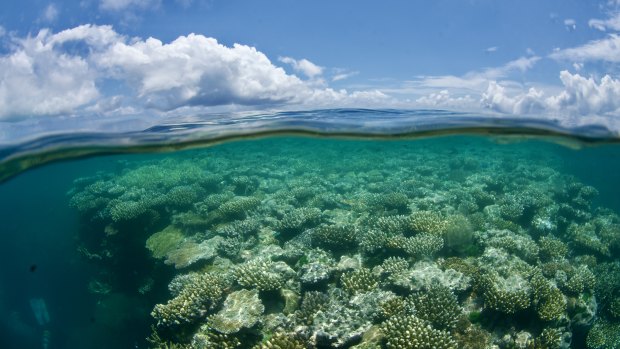 Teams spent days tending to the coral of the Great Barrier Reef after Tropical Cyclone Jasper.