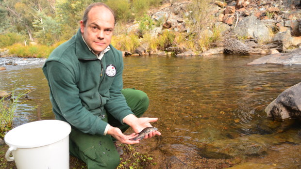 ACT Parks and Conservation Service aquatic ecologist Matt Beitzel collects Macquarie Perch from Cataract Dam in Sydney.