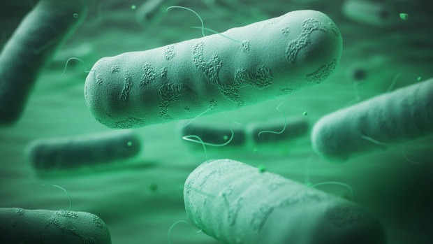 Gram negative bacteria have a double membrane layer of defences, which makes them very resistant to antibiotics.