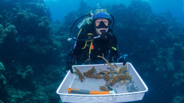 Corals grown in coral nurseries have been nailed to Opal Reef off Port Douglas using a stainless-steel clip. 