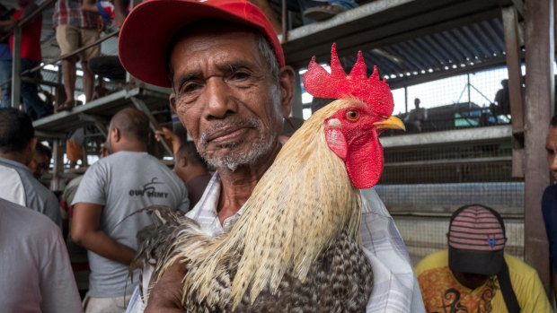 Cockfighting plays a large part in Timor-Leste's culture and history and provides an analogy for the country's politics. 