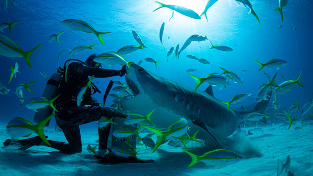 Mick Fanning gets up close and personal with a shark in the National Geographic documentary, Save This Shark.