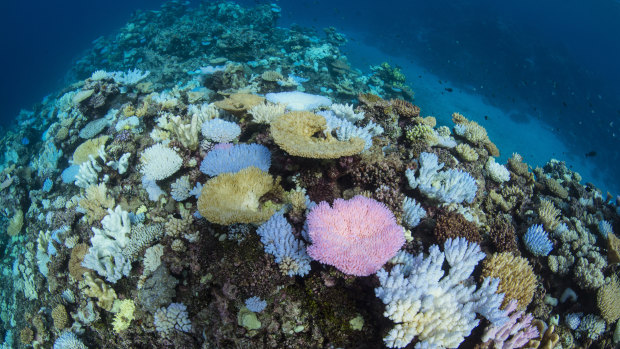 Coral bleaching on the Great Barrier Reef. 