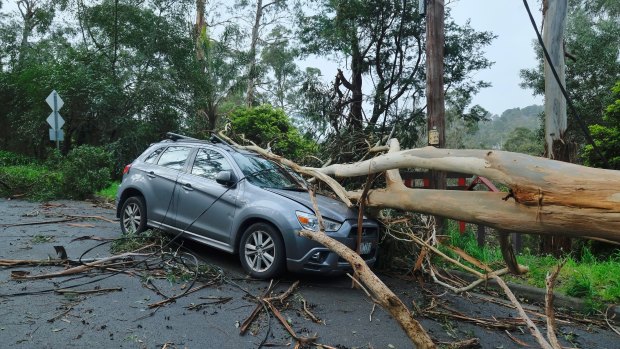 A fallen tree on top of a car after storms in Belgrave on Thursday night.
