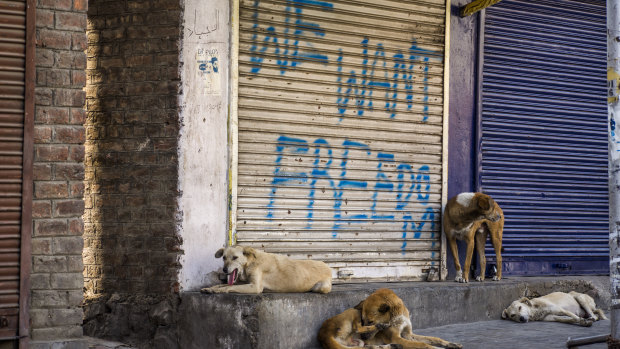 Stray dogs rest on the porch of a closed shop with graffiti written on it by Kashmiri Muslims in September.