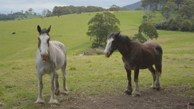 The Jones’ two Clydesdales, Aussie and Christmas, will keep you amused for hours at Tilba Lake Camp.
