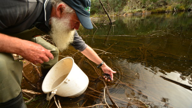 University of Canberra associate professor Mark Lintermans releases Macquarie perch from Sydney's Cataract Dam into the Cotter River.