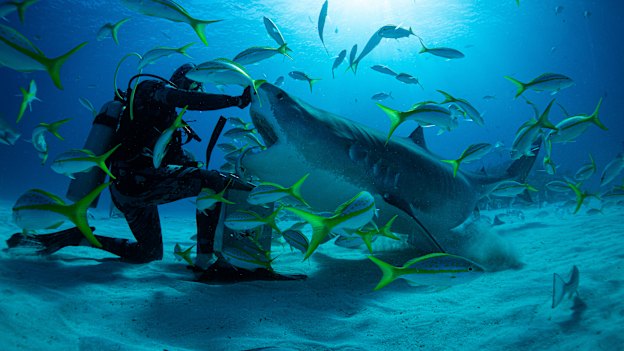 Diver Neal Watson took surfer Mick Fanning swimming with tiger sharks in the Bahamas for the documentary Save This Shark.