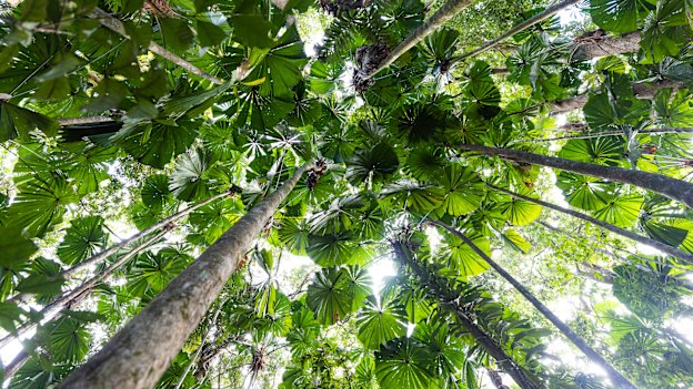 A 1500-year-old palm forest in the Daintree.