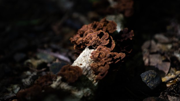 The Daintree Rainforest is home to 700 plant species found nowhere else on the planet. 