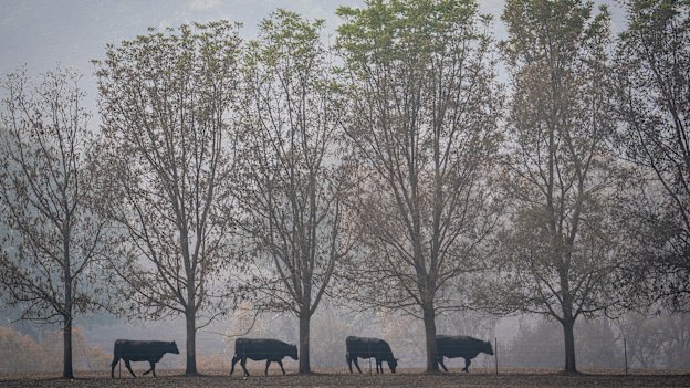 A farm on Lake Road near Lake Hume covers in smoke haze caused by bush fire.