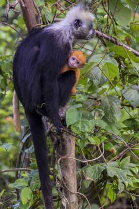 The critically endangered Cat Ba langur – there are thought to be less than 80 in total remaining.