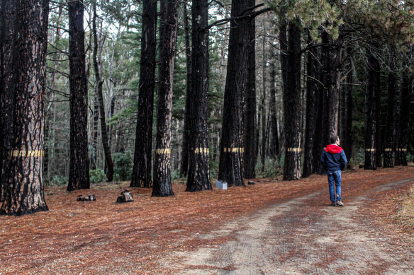 “Containment Lines”, by Batlow artist Robyn Veneer Sweeney, in the fire-affected Bago State Forest. 