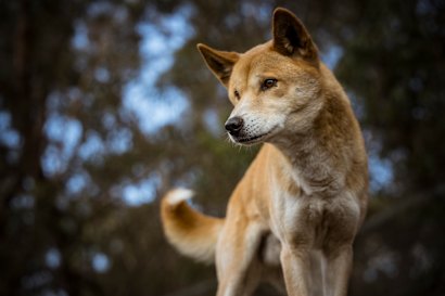 More than 50 per cent of pure dingoes have distinctive ginger and white coats.
