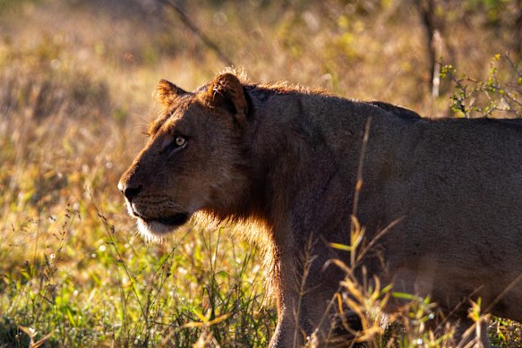 On a self-drive safari in Kruger National Park a dawn sighting of lions is enough to cause a traffic jam.