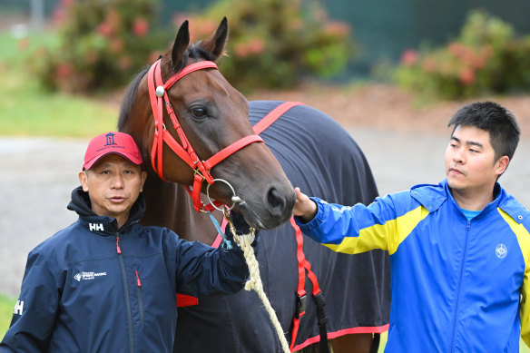 Danny Shum (left), poses with his champion horse, Cox Plate favourite Romantic Warrior.