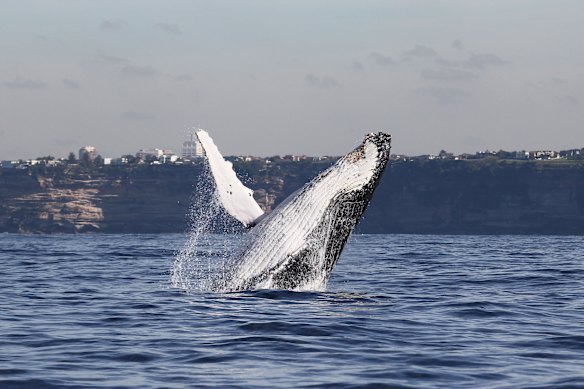 A humpback whale breaching in Sydney Harbour in a previous year.