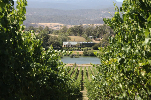Explore a winery in Tasmania, such as Josef Chromy.