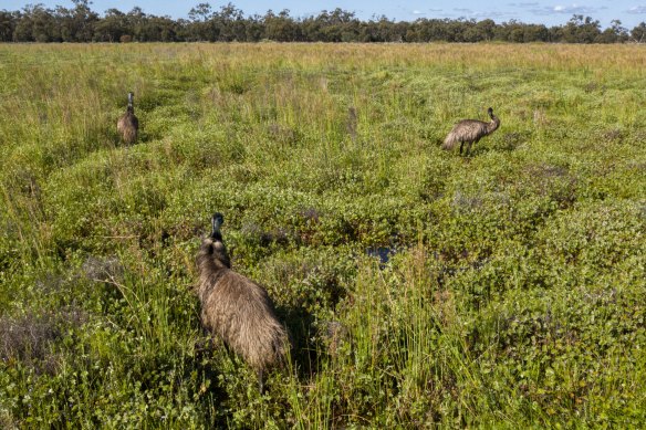 Emus splash through flooded grasslands.