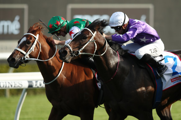 Chrysaor carries the purple and white stars silks of Star Thoroughbreds to victory in the Callander-Presnell at Randwick.