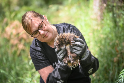 Wildlife Victoria chief executive and carer Lisa Palma releasing an echidna she rehabilitated.