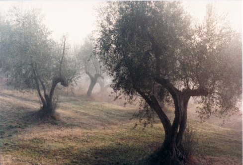 The Olive Grove, Paretaio, Tuscany, by  John R. Neeson, 1983.