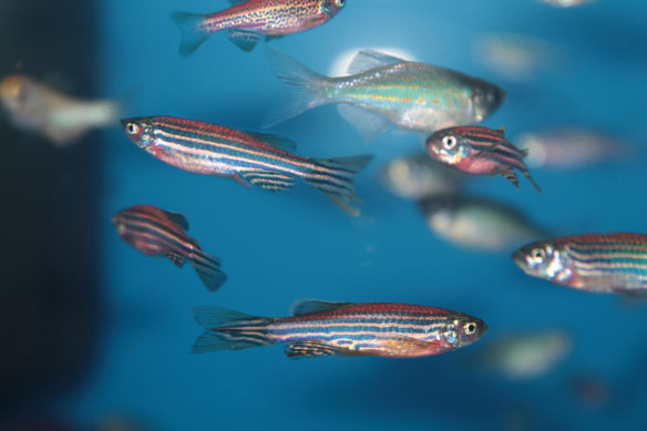 Zebrafish: the unassuming aquarium dwellers that can regrow hearts, fins and spinal cords.