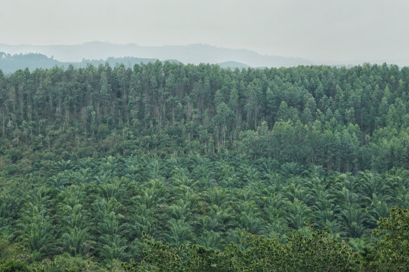 Environmental activists oppose palm oil on the grounds it is destroying the habitat of endangered animals.