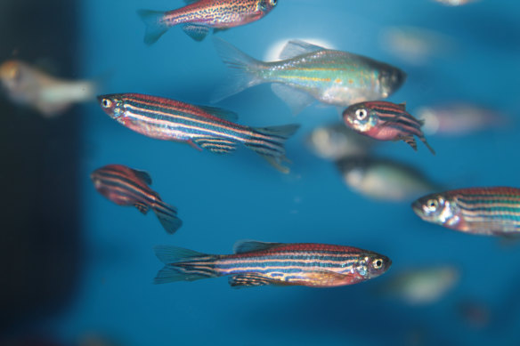 The study also showed that zebrafish will pay more attention to fish that have previously been stressed out.