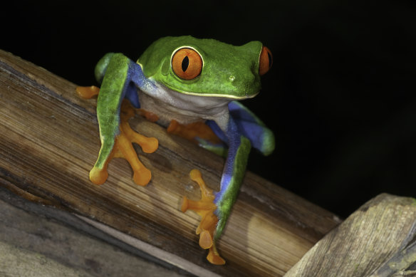 Red-Eye tree Frog  at night in a rain forest in the Arenal Area, Costa Rica.