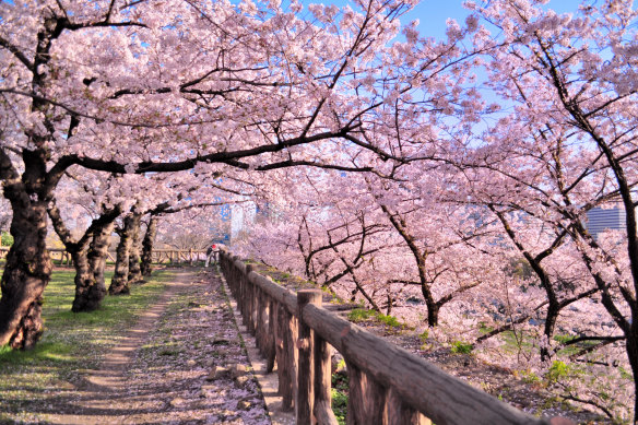Osaka blooms: sakura are a national obsession.
