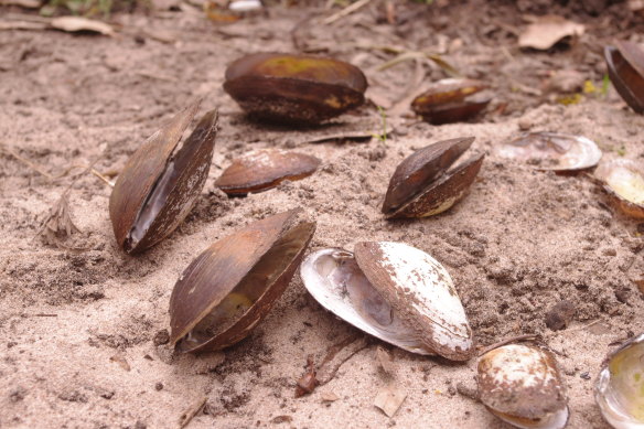 Carter’s mussels, dried out after being stranded by drought.