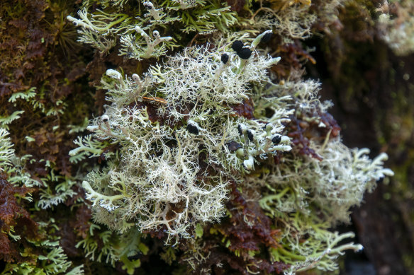 Lichen in Tasmania.