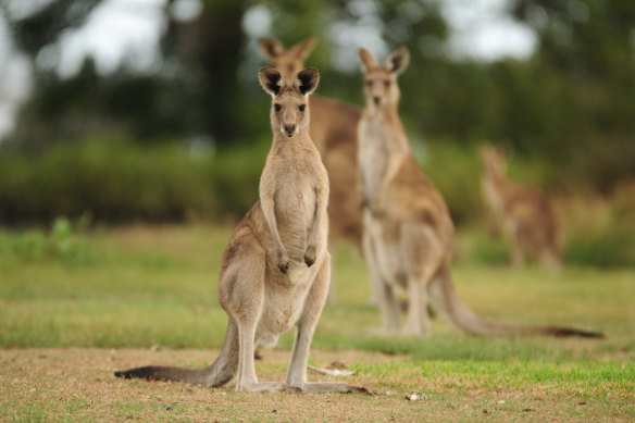 The 69-year-old woman was walking down a fairway when the kangaroo attacked her “without warning”.