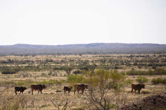 Not all WA pastoral stations have been properly manged, and the state government now plans to rehabilitate areas with carbon farming.