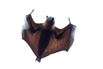 Why Bats Are One Of Australia S Most Important Endangered Species