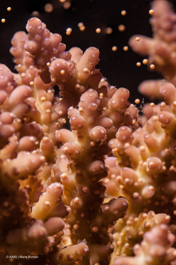 Coral spawning at the National Sea Simulator.